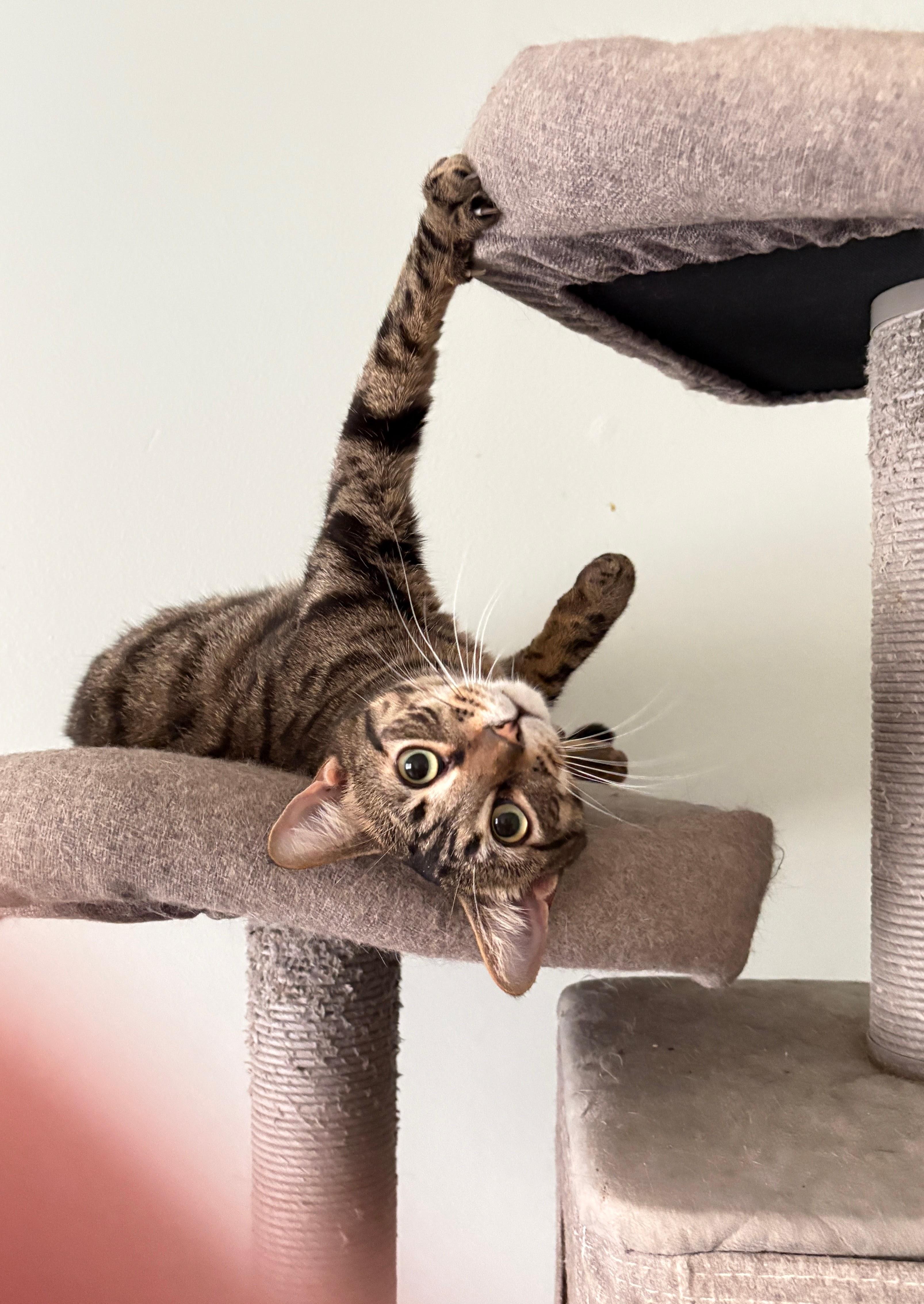 Enlarge Viper, a Adoptable Domestic Short Hair in Plantation, FL image 2/4