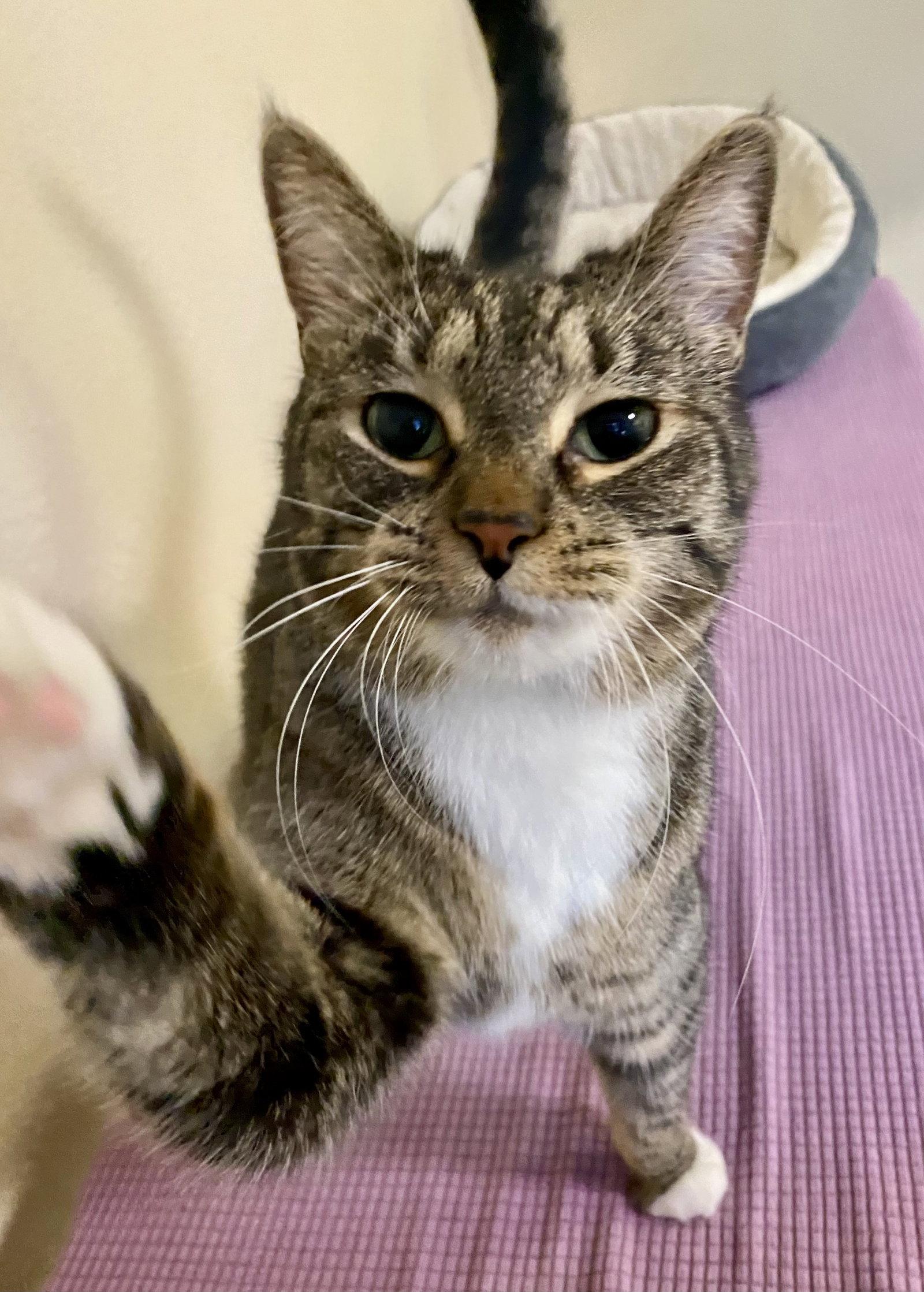 MayLynn, Adoptable, Adult Female Domestic Short Hair & Tabby.