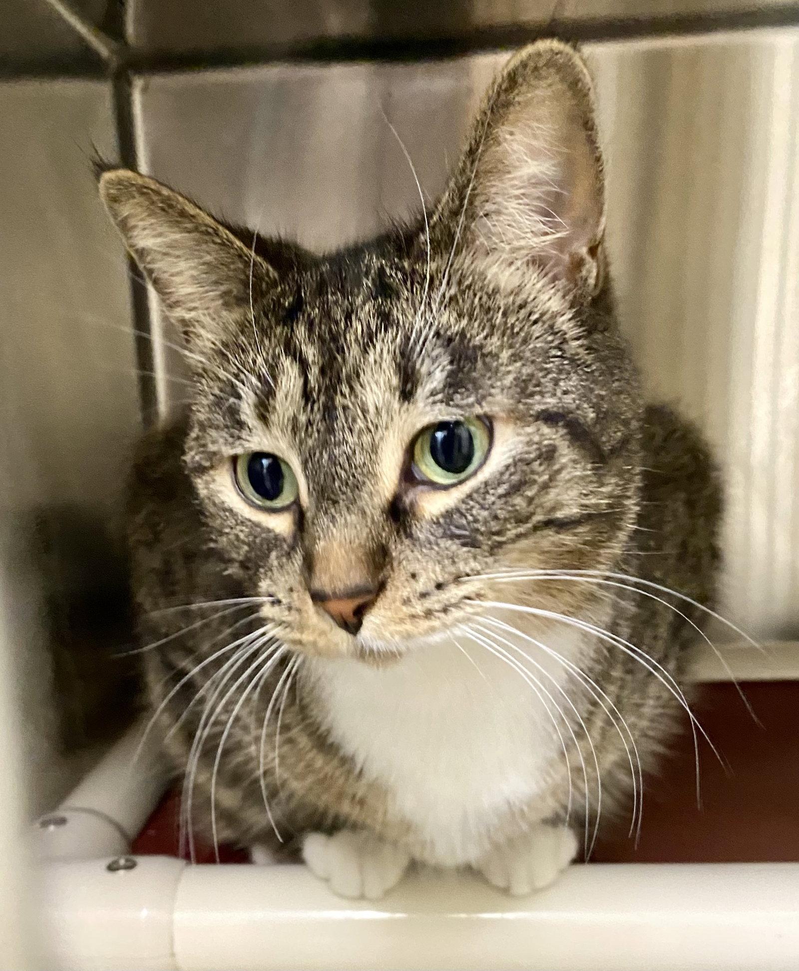 Enlarge MayLynn, a Adoptable mixed breed in Fargo, ND image 2/2