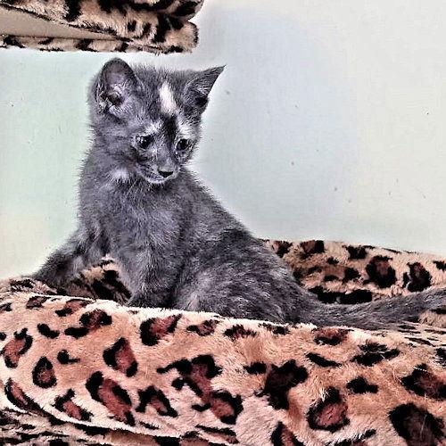 Missy, Adoptable, Young Female Calico.