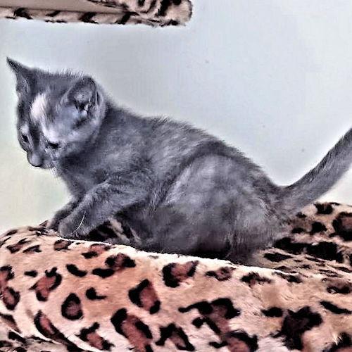 Missy, a Adoptable Calico in Rutherfordton, NC image 2/3