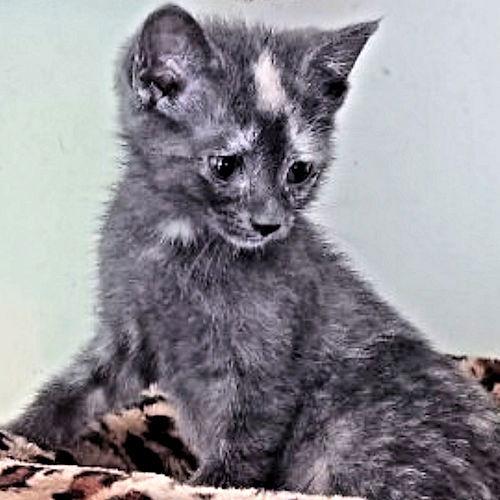 Missy, a Adoptable Calico in Rutherfordton, NC image 3/3