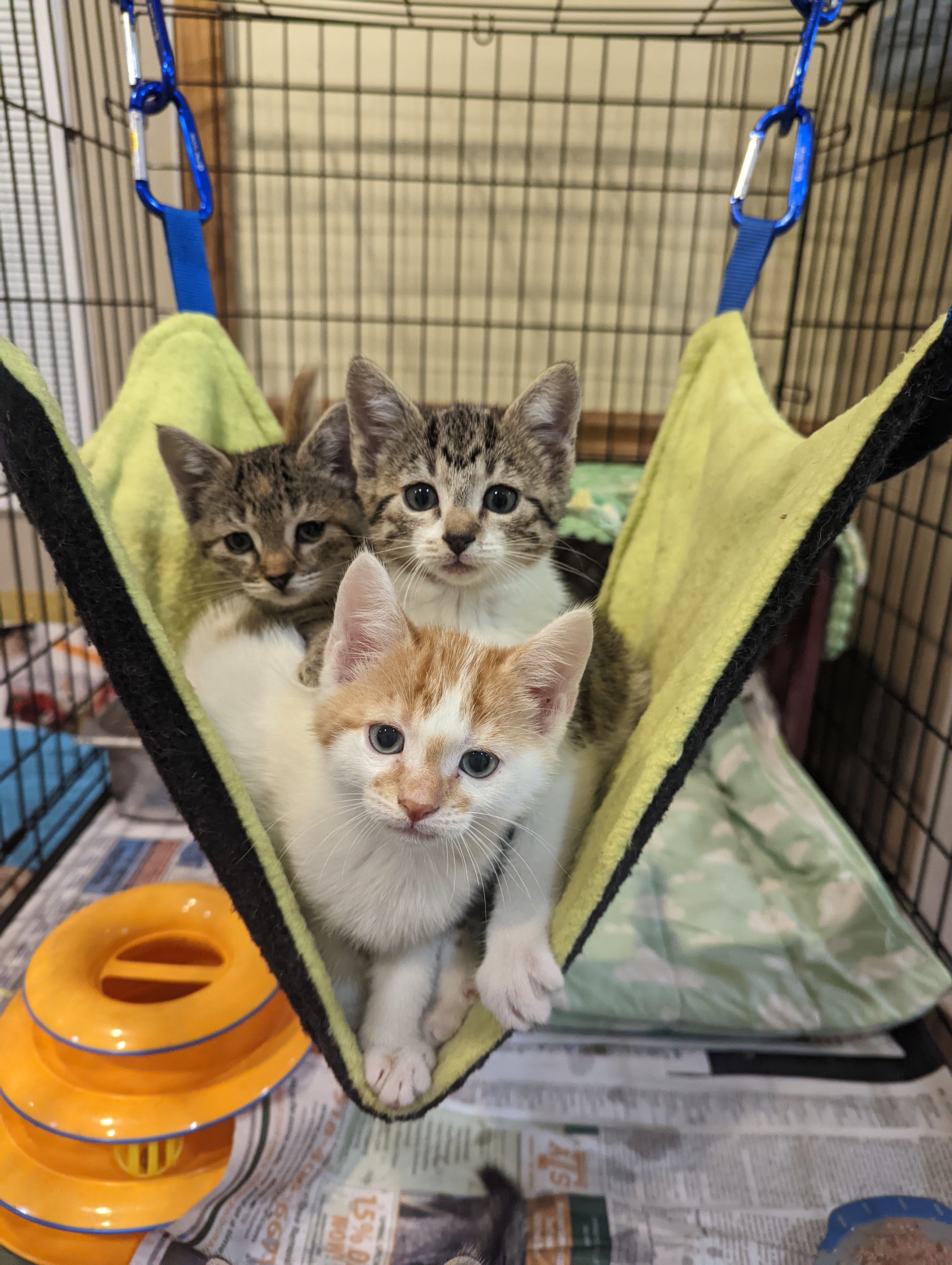 Lots of Kittens!, Young Female Domestic Short Hair
