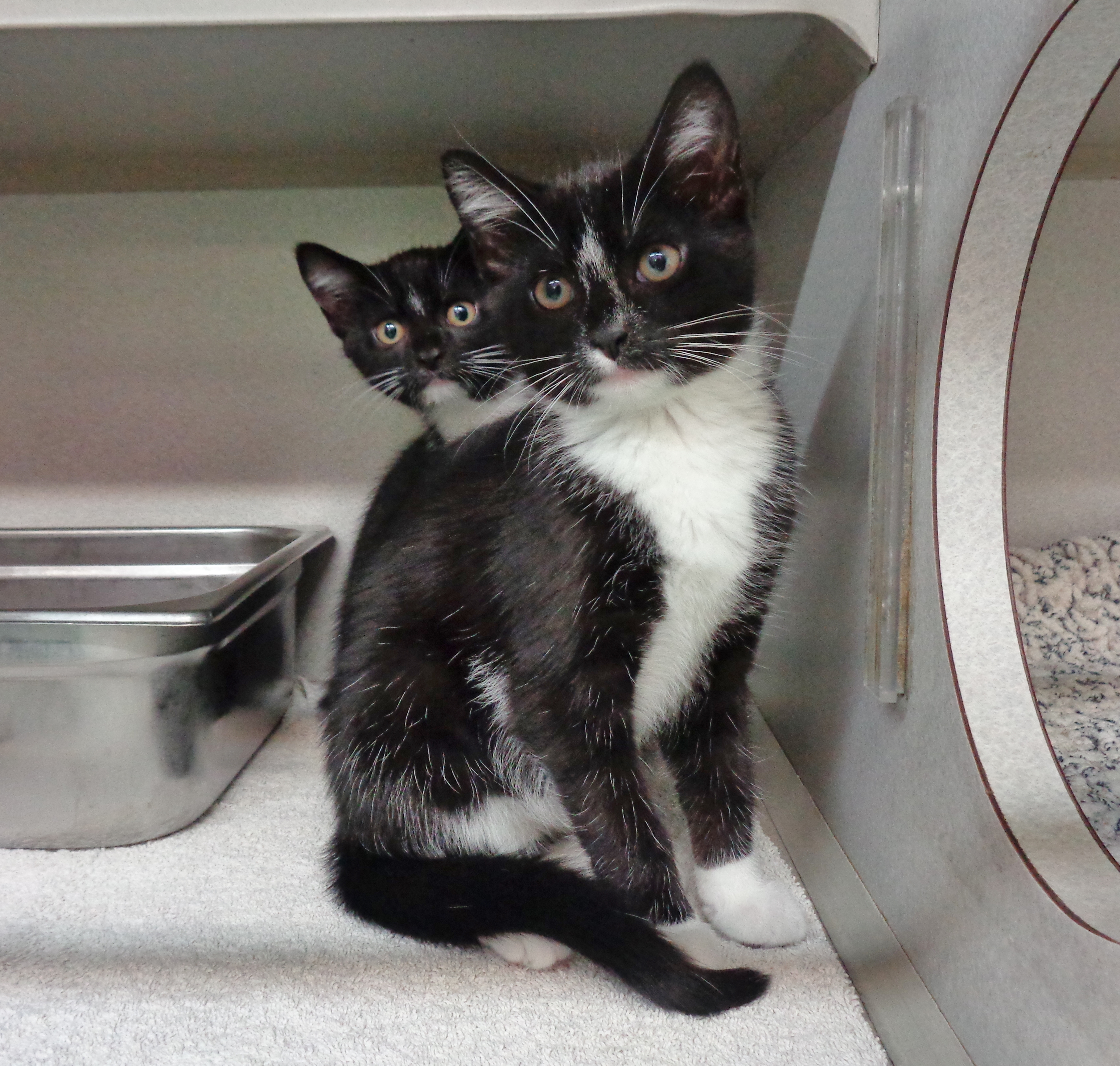 Lots of Kittens! photo 4