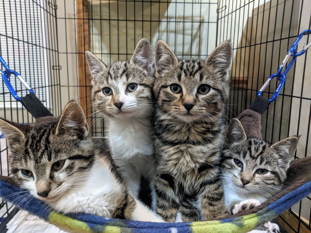 Lots of Kittens! photo 3