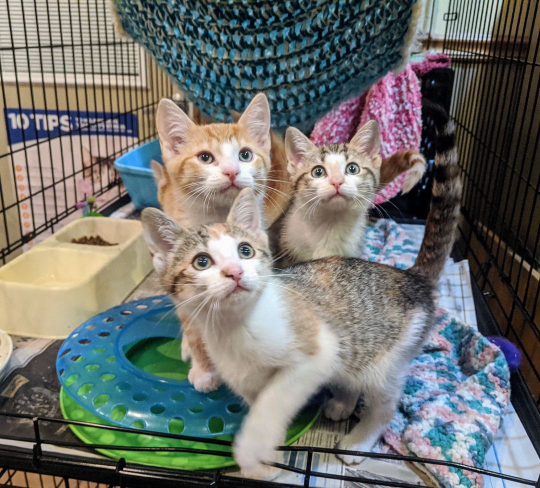 Lots of Kittens! photo 2