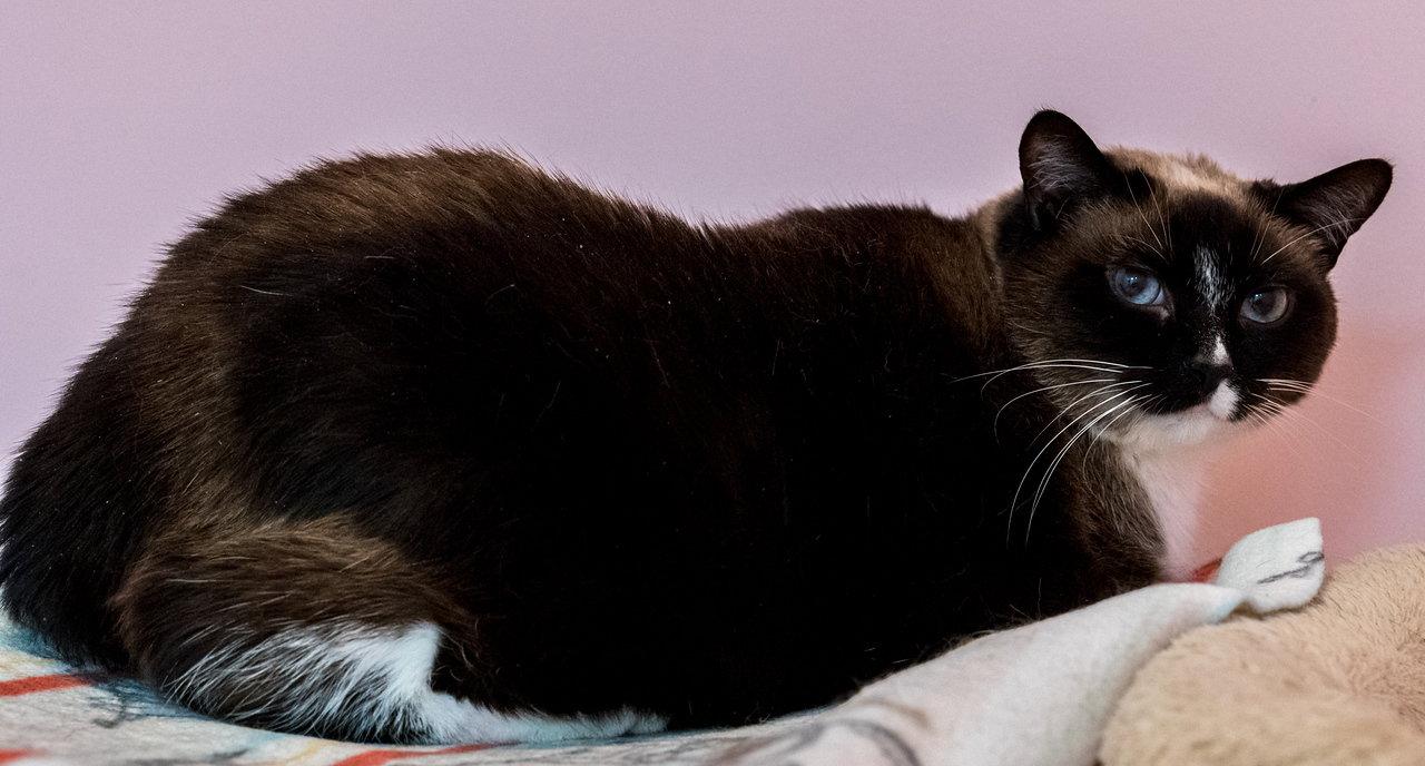 Enlarge Celeste (bonded to Dipper) - KBC, a Adoptable mixed breed in Dublin, OH image 2/2