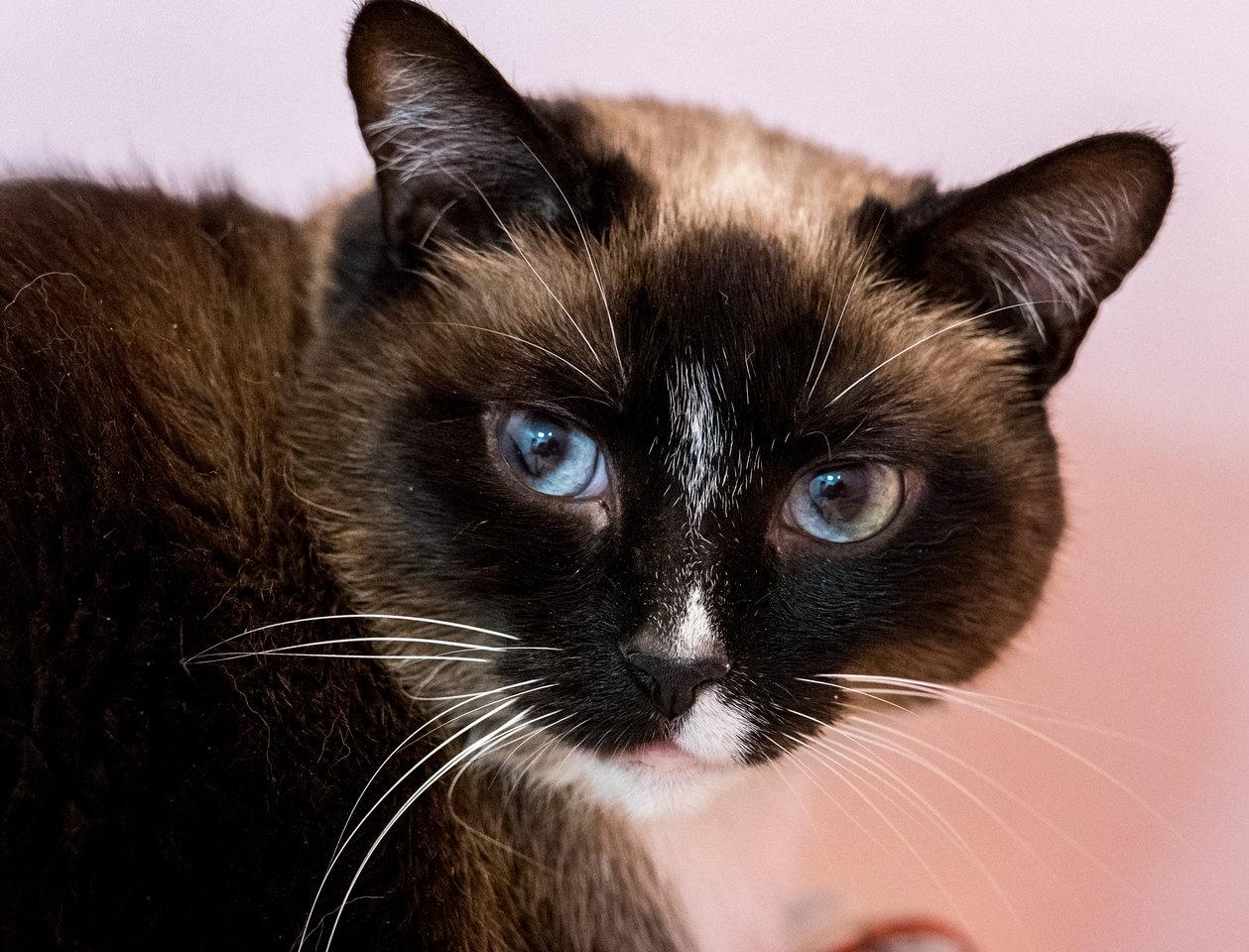 Celeste (bonded to Dipper) - KBC, Adoptable, Adult Female Domestic Short Hair & Siamese.