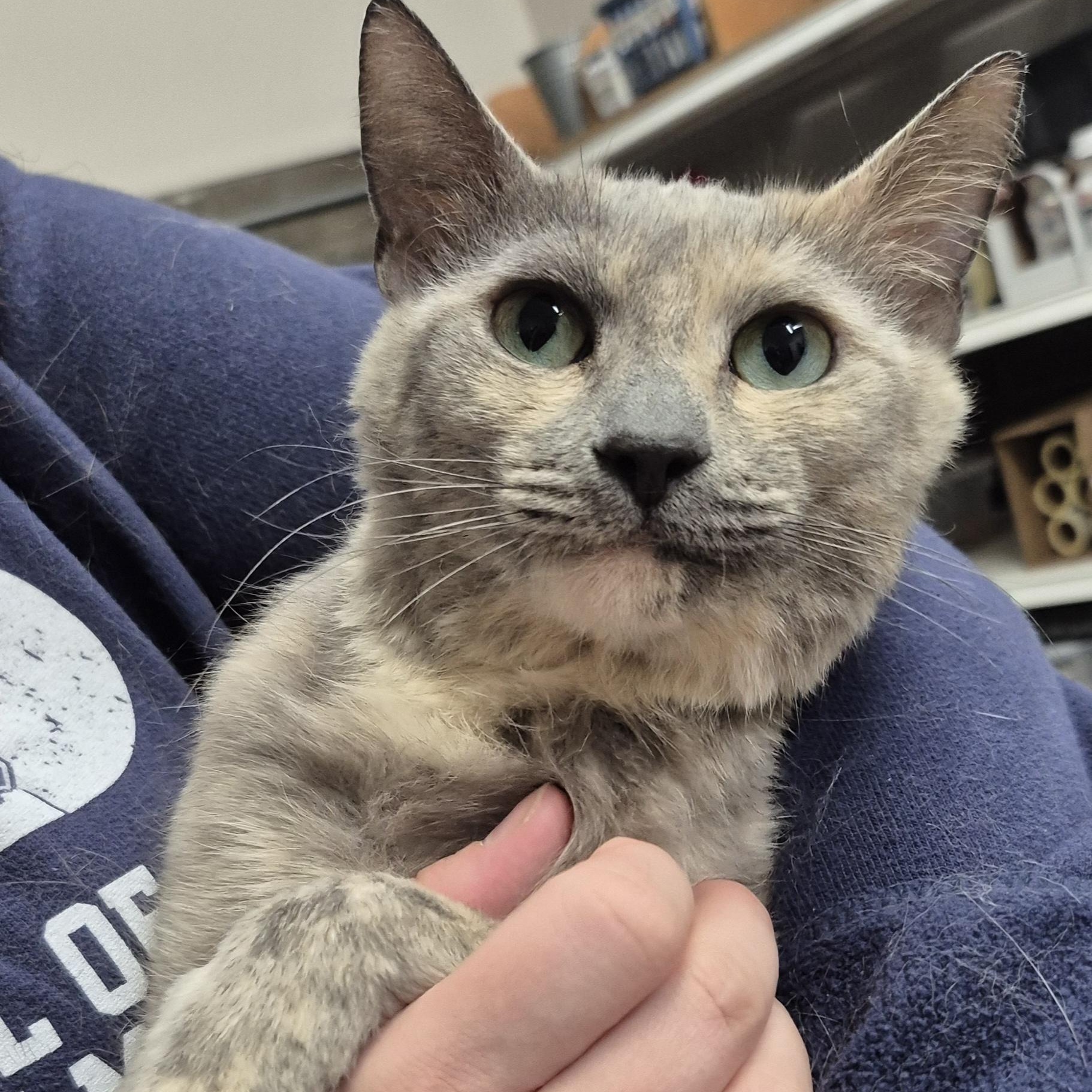 Enlarge Marbles, a ADOPTABLE Domestic Short Hair in Alpharetta, GA image 4/6