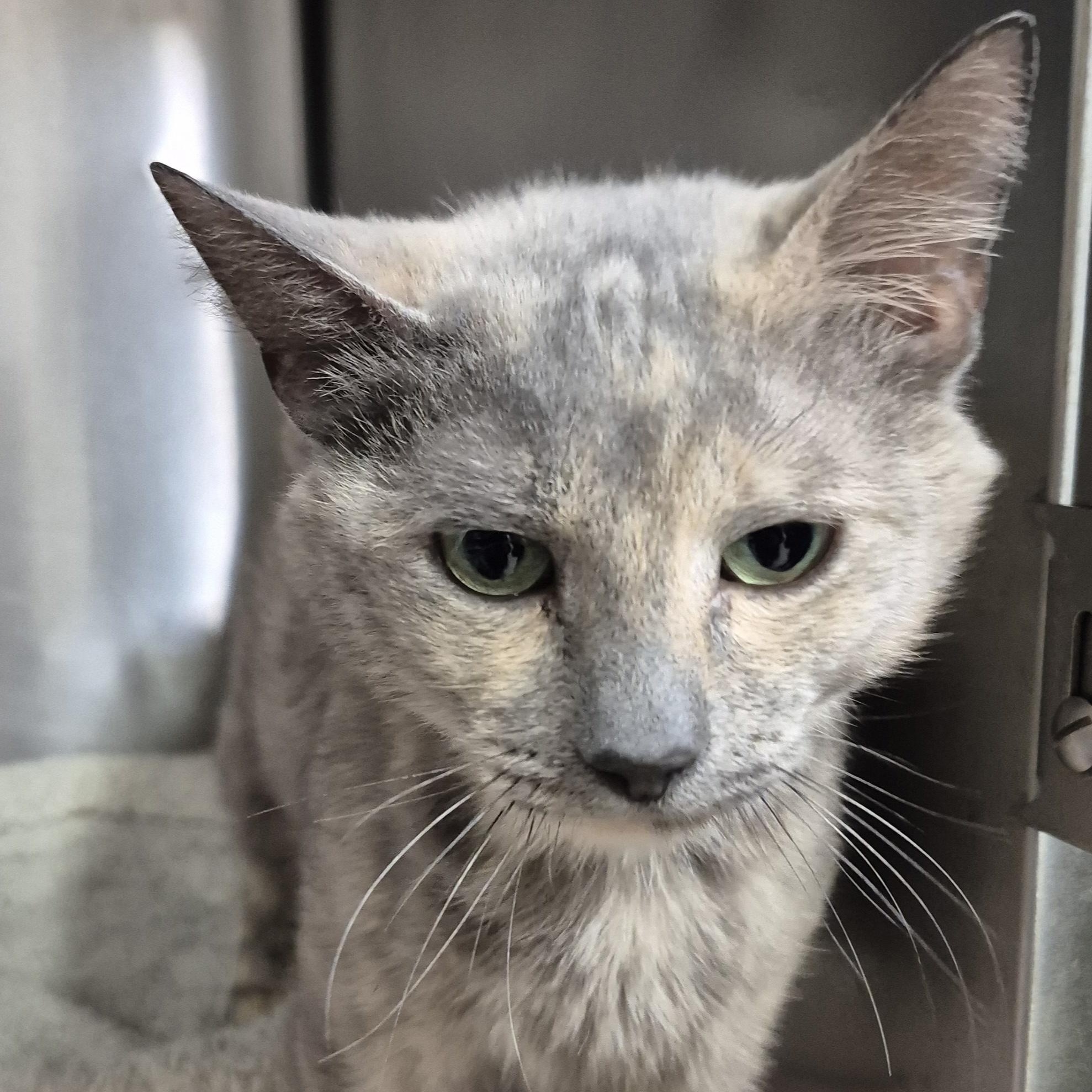 Enlarge Marbles, a ADOPTABLE Domestic Short Hair in Alpharetta, GA image 2/6