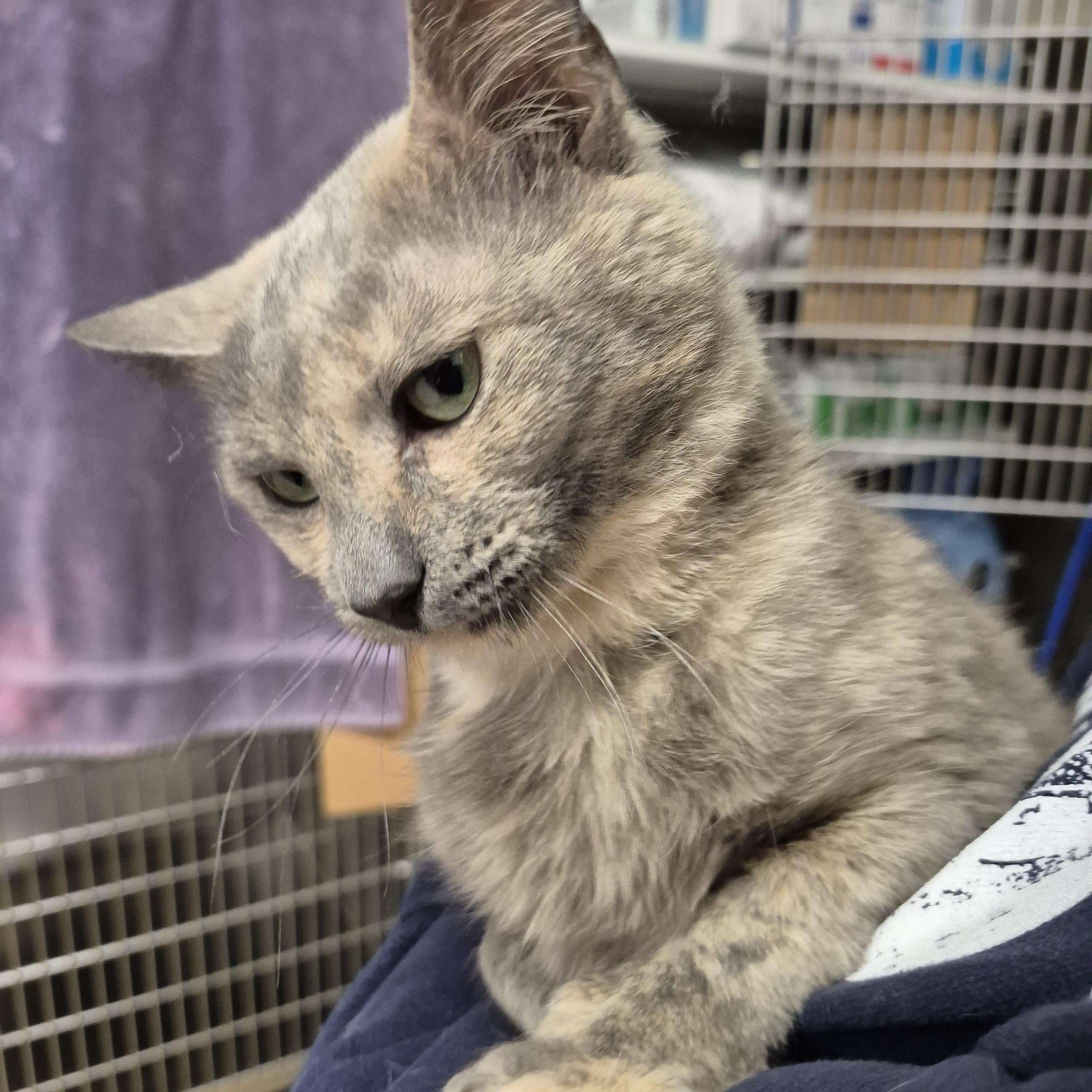 Enlarge Marbles, a ADOPTABLE Domestic Short Hair in Alpharetta, GA image 6/6