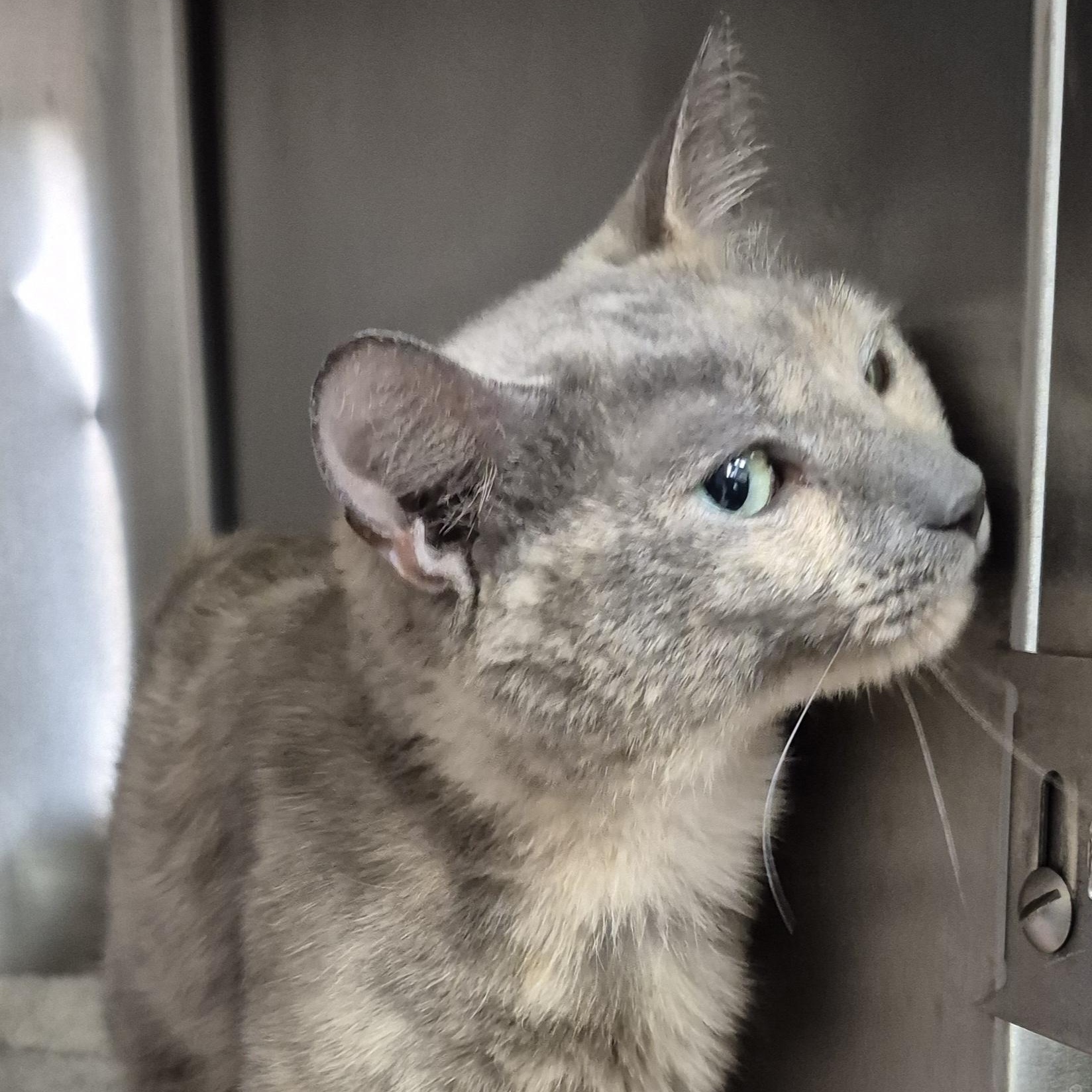 Enlarge Marbles, a ADOPTABLE Domestic Short Hair in Alpharetta, GA image 3/6