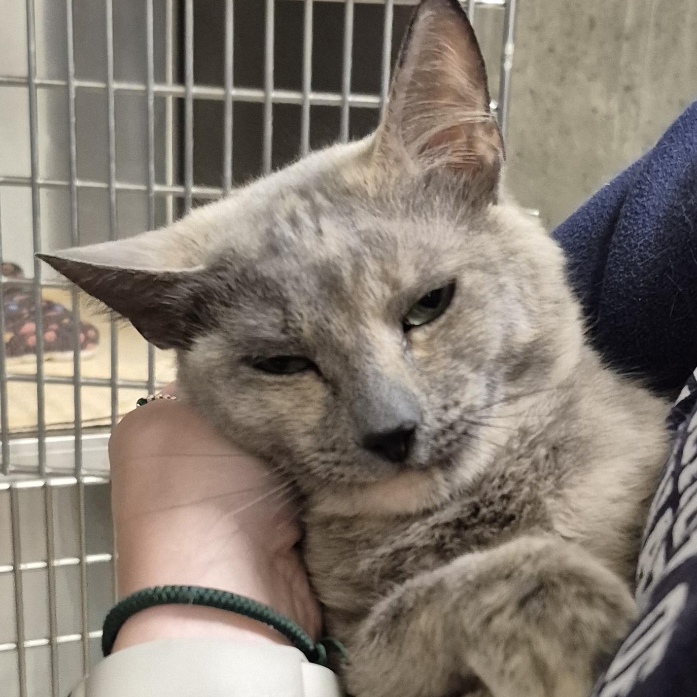 Enlarge Marbles, a ADOPTABLE Domestic Short Hair in Alpharetta, GA image 5/6