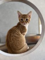 Enlarge Eddie, a Adopted Domestic Short Hair in Eagle, CO image 2/4