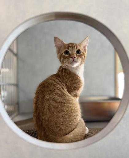 Eddie, Adopted, Young Male Domestic Short Hair.