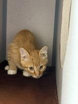 Enlarge Eddie, a Adopted Domestic Short Hair in Eagle, CO image 3/4