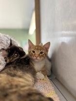 Enlarge Eddie, a Adopted Domestic Short Hair in Eagle, CO image 4/4