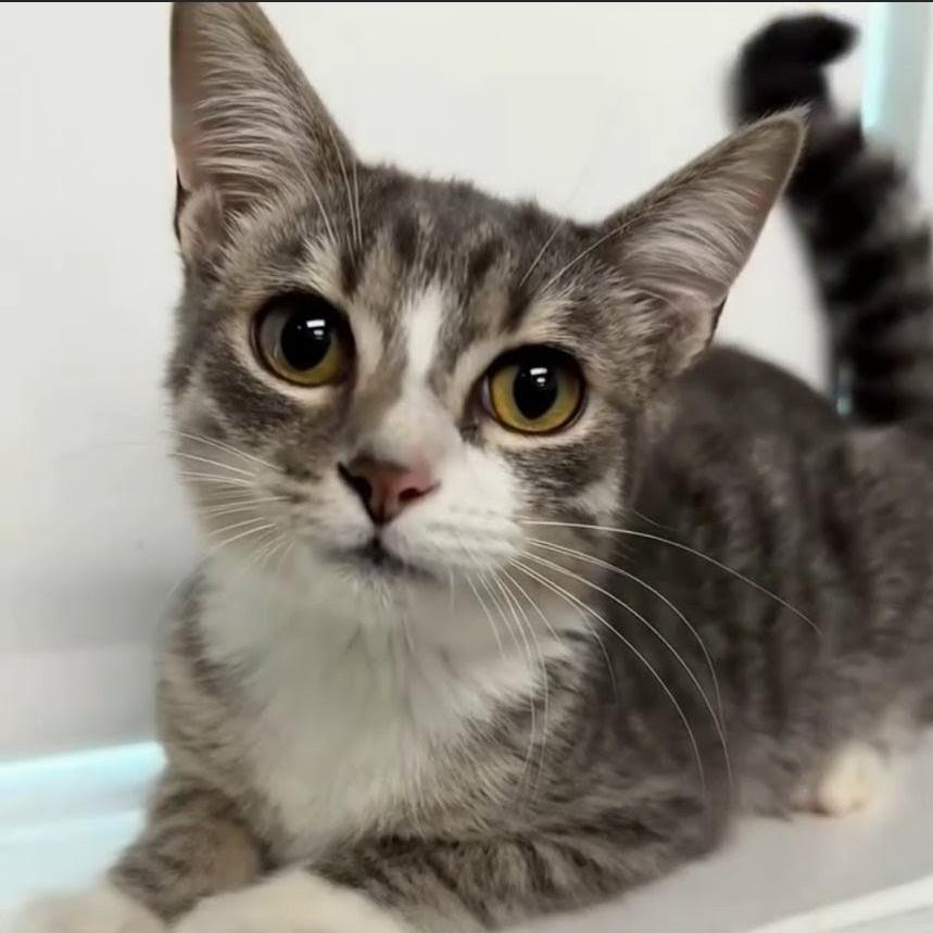 Lollipop, a Adoptable Domestic Short Hair in Walnut Cove, NC image 1/3