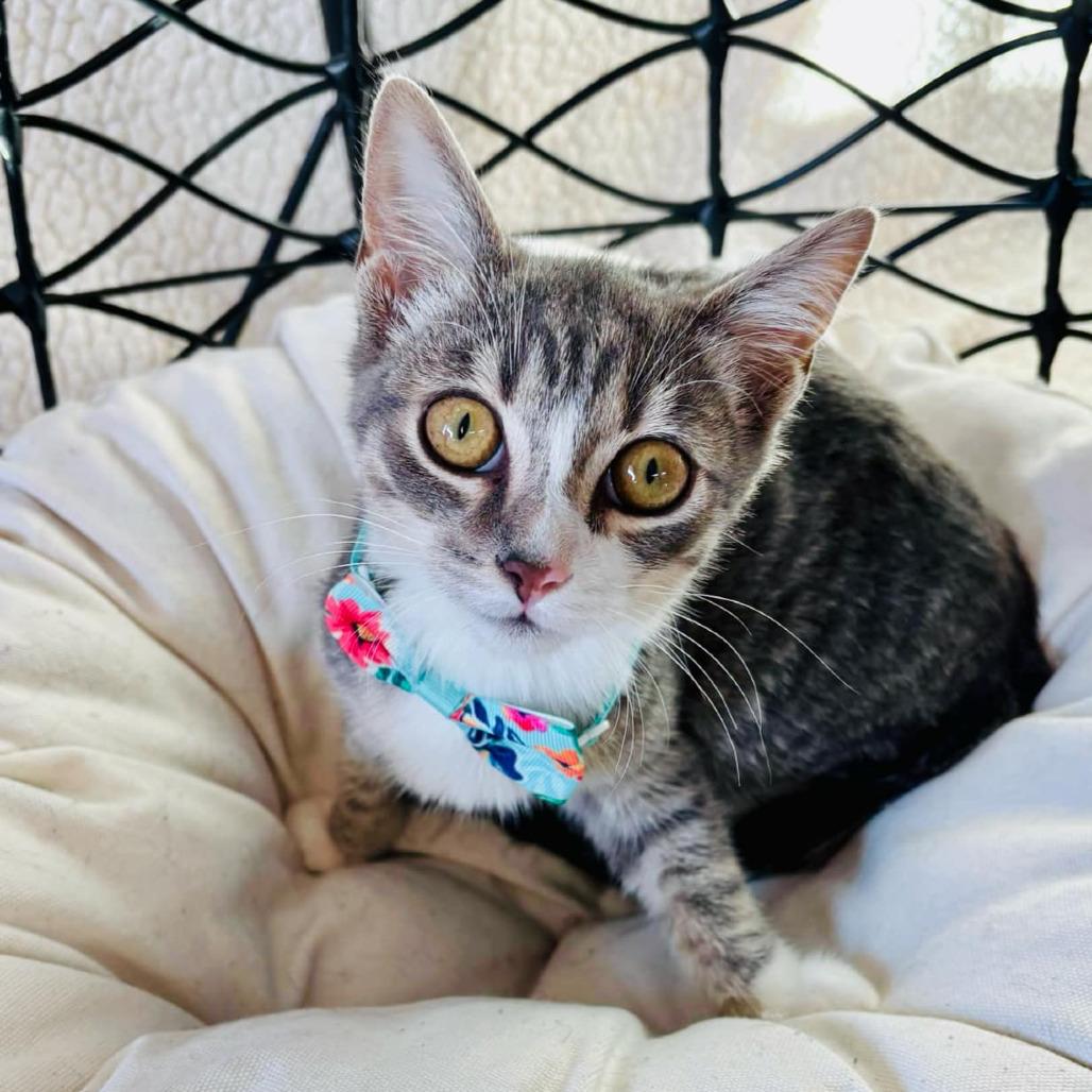 Lollipop, a Adoptable Domestic Short Hair in Walnut Cove, NC image 3/3