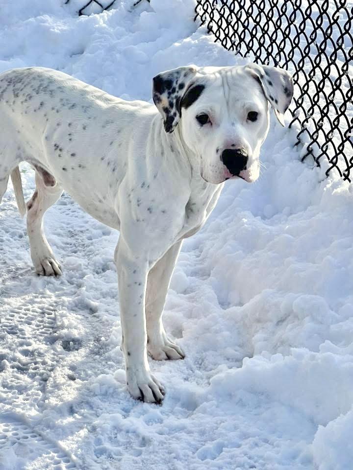 Enlarge Everest, a ADOPTABLE Pit Bull Terrier in Chicago, IL image 2/4