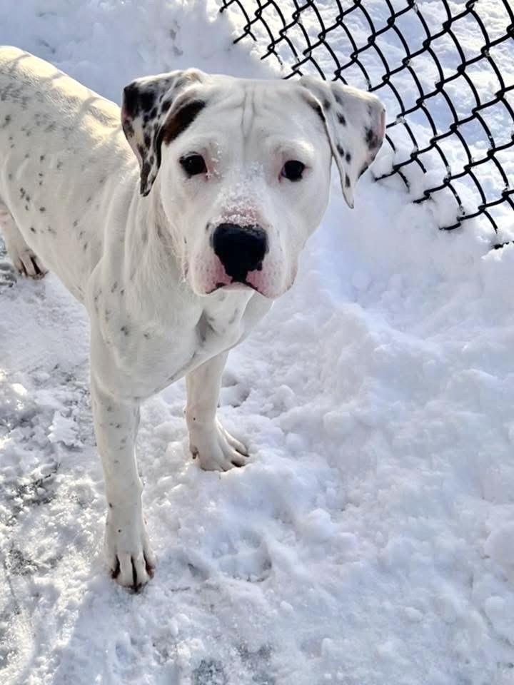 Everest, ADOPTABLE, Young Female Pit Bull Terrier.