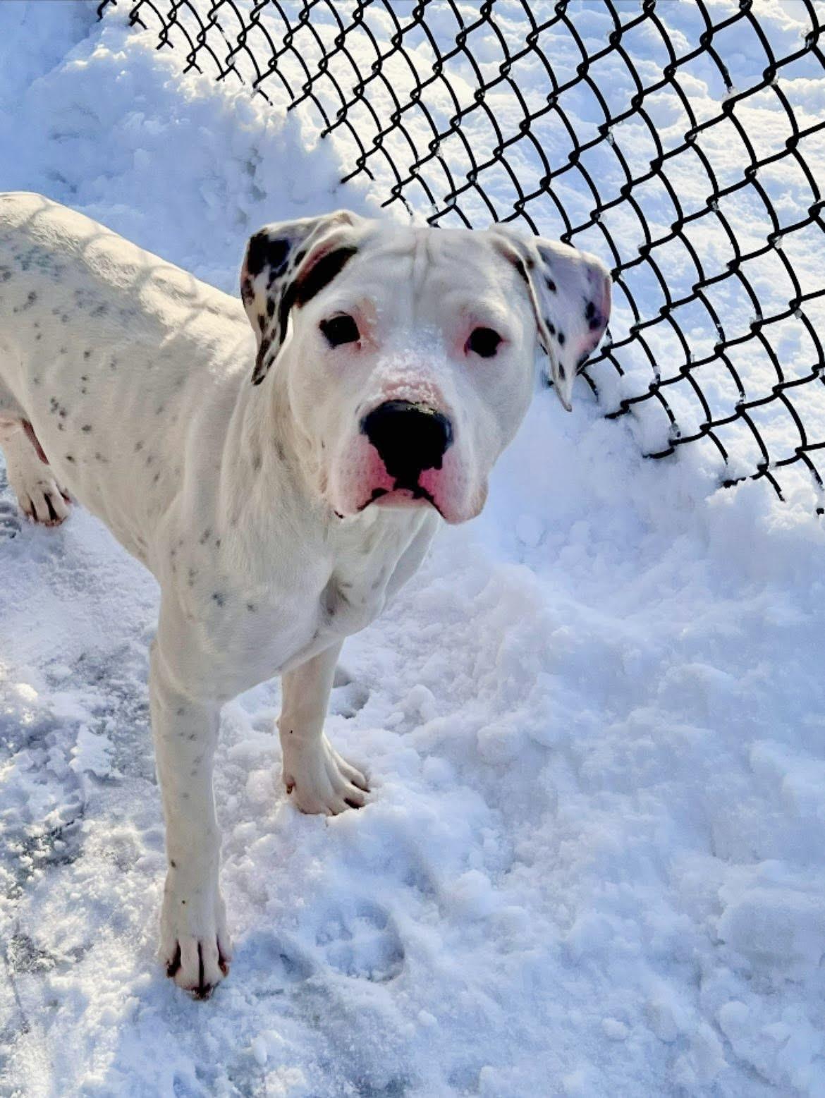 Enlarge Everest, a ADOPTABLE Pit Bull Terrier in Chicago, IL image 4/4