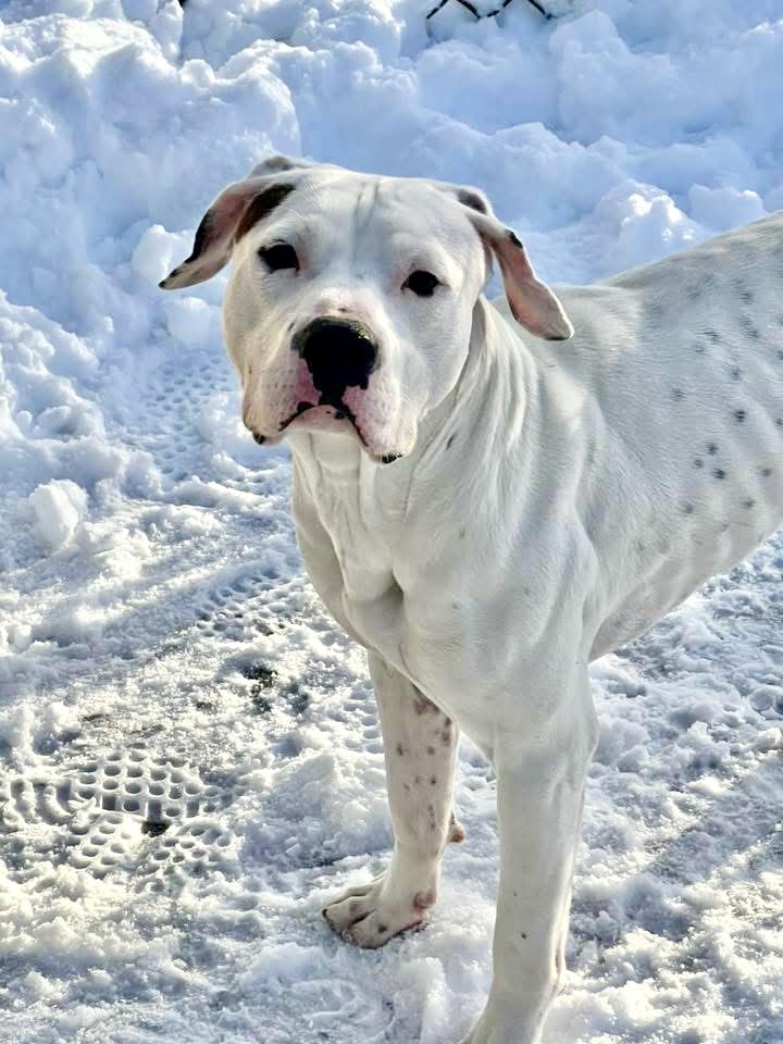Enlarge Everest, a ADOPTABLE Pit Bull Terrier in Chicago, IL image 3/4