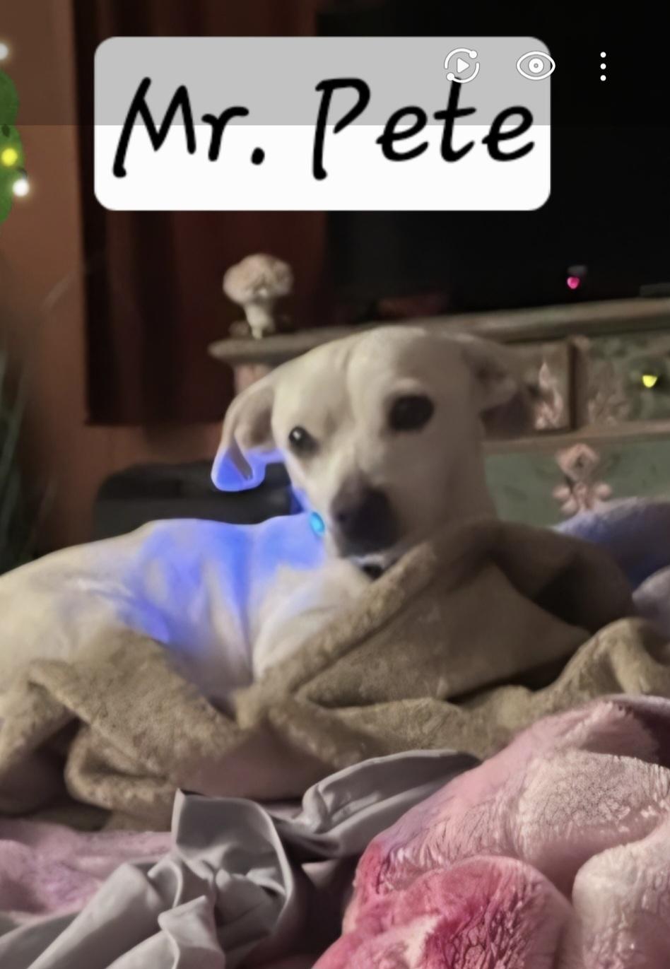 Enlarge Mr. Pete, a ADOPTABLE mixed breed in Yucca Valley, CA image 1/1