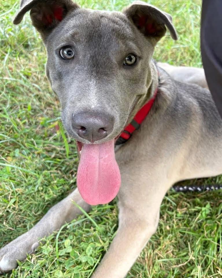 Gizmo, ADOPTABLE, Young Male Weimaraner.