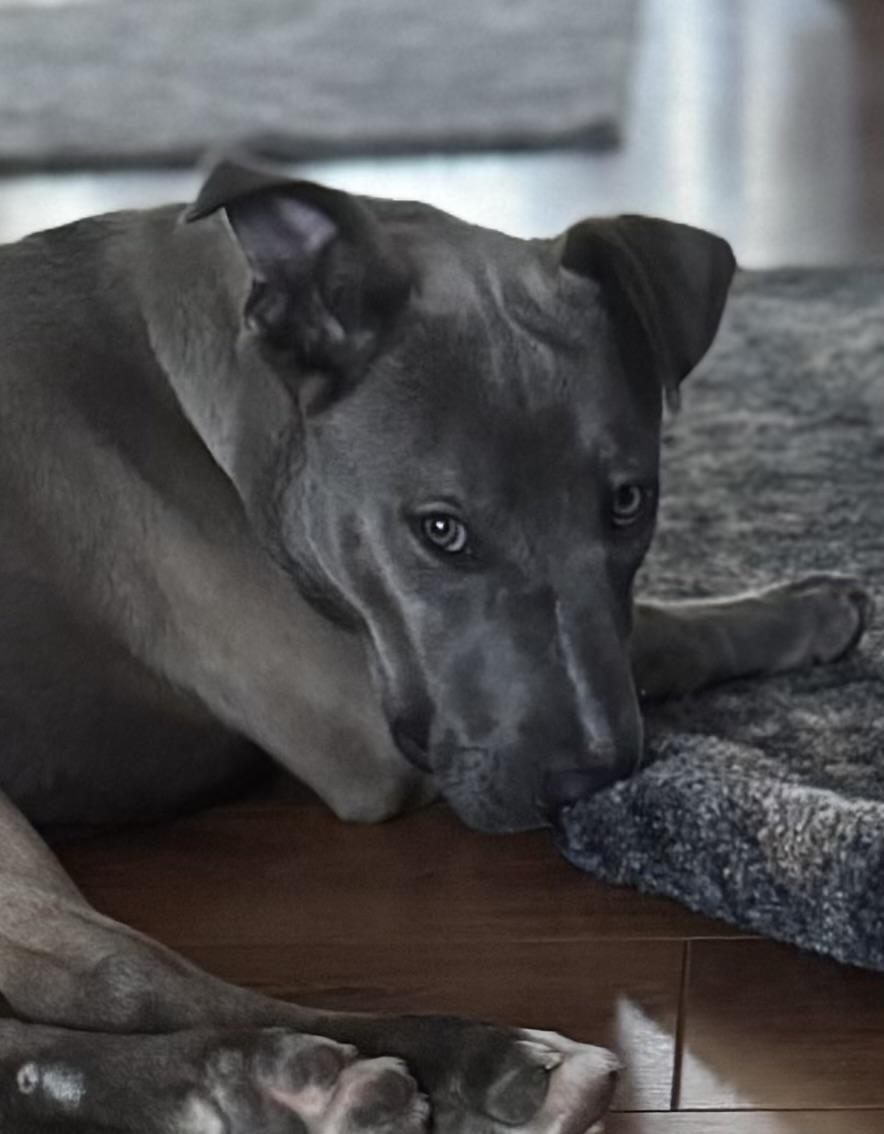 Gizmo, a ADOPTABLE mixed breed in Bonita Springs, FL image 2/6