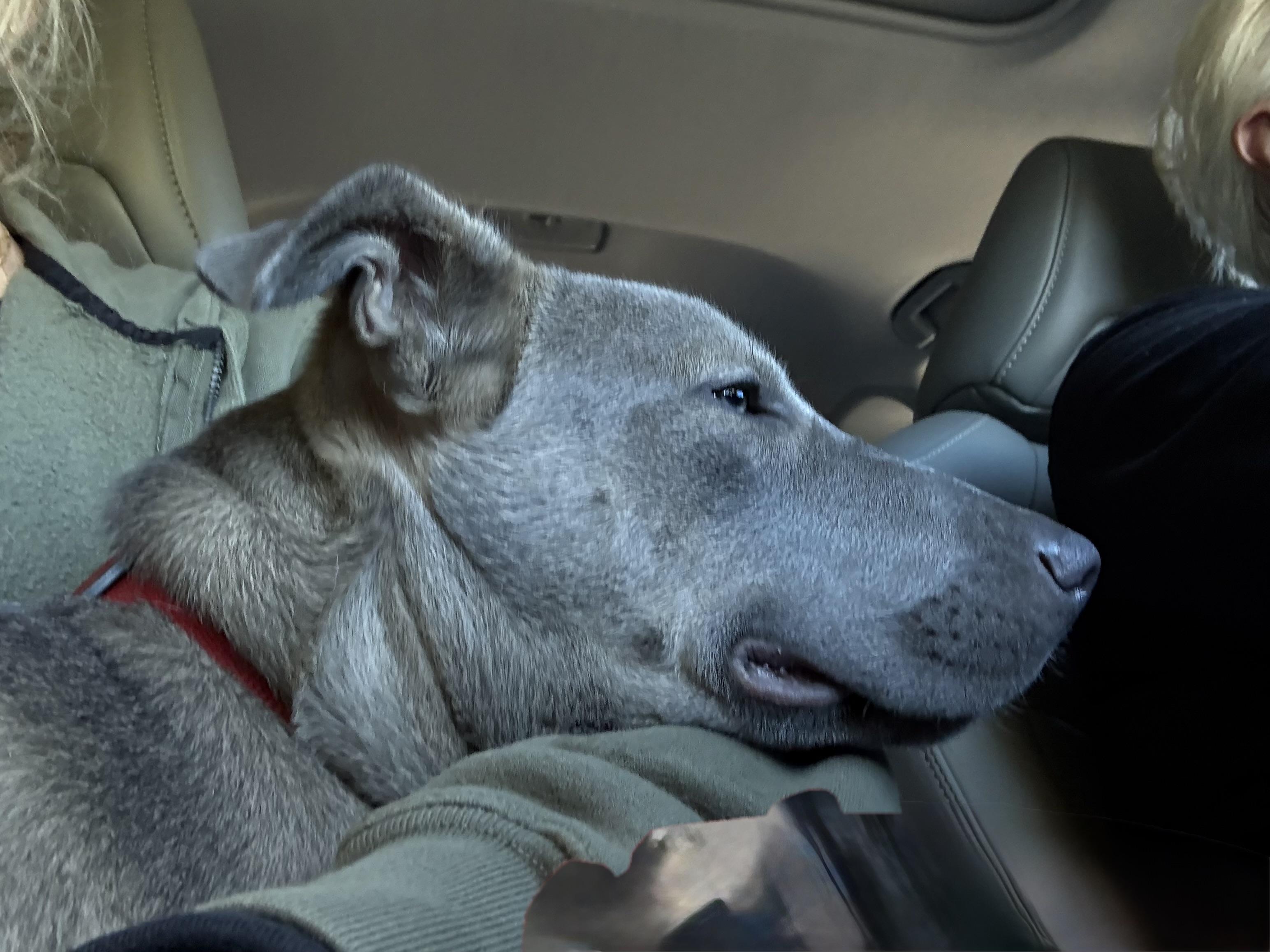 Gizmo, a ADOPTABLE mixed breed in Bonita Springs, FL image 6/6