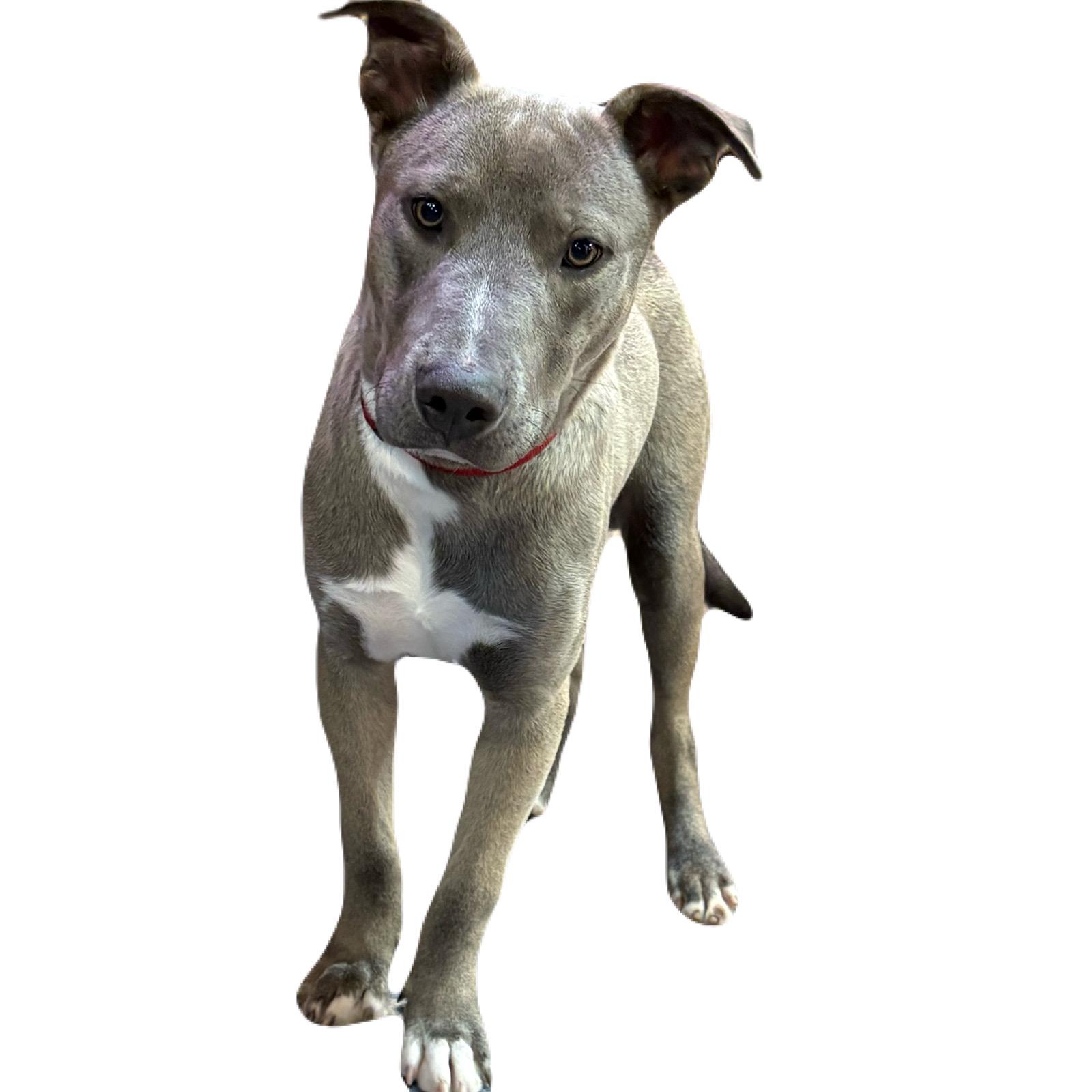 Gizmo, a ADOPTABLE mixed breed in Bonita Springs, FL image 4/6