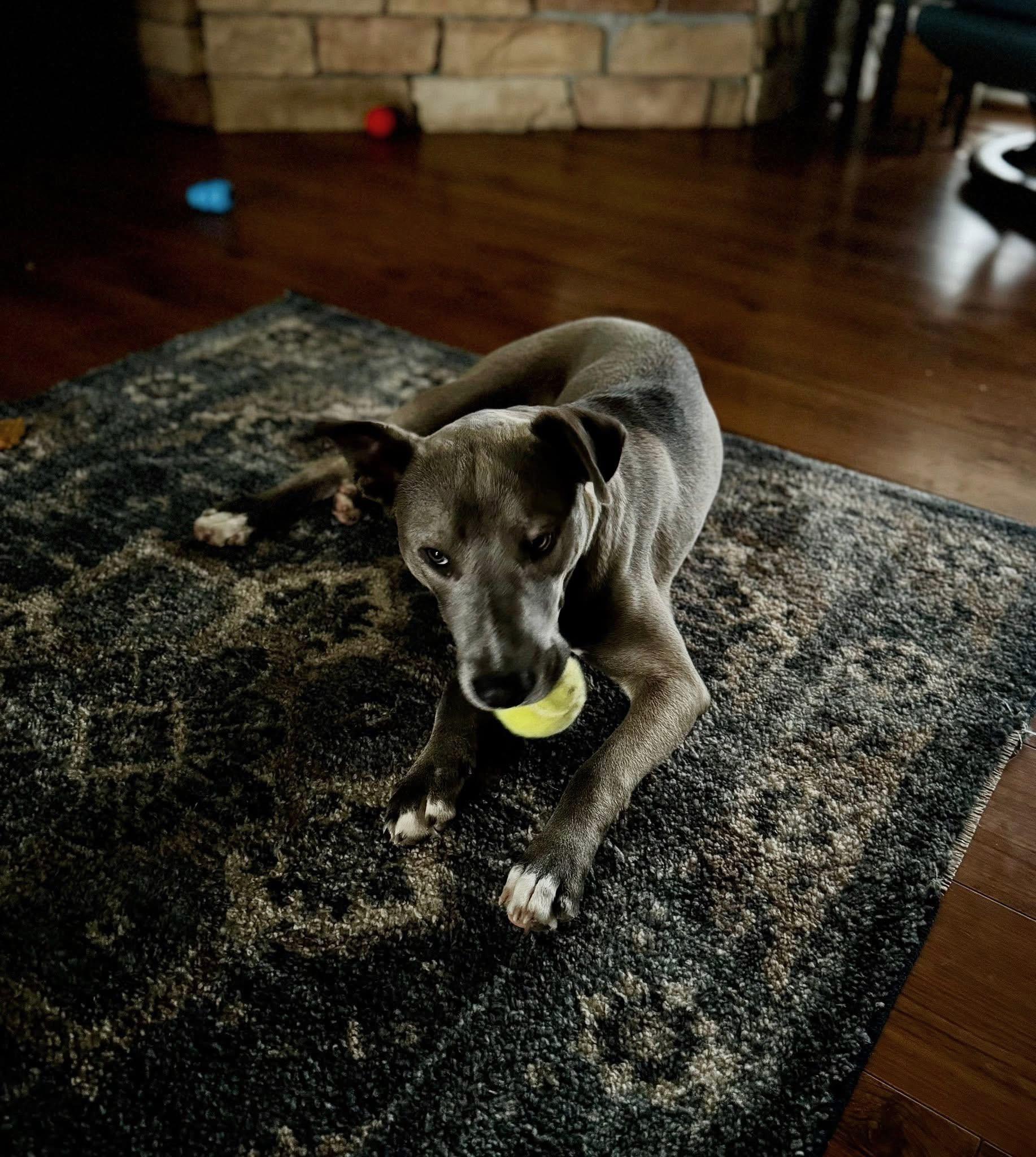 Gizmo, a ADOPTABLE mixed breed in Bonita Springs, FL image 5/6