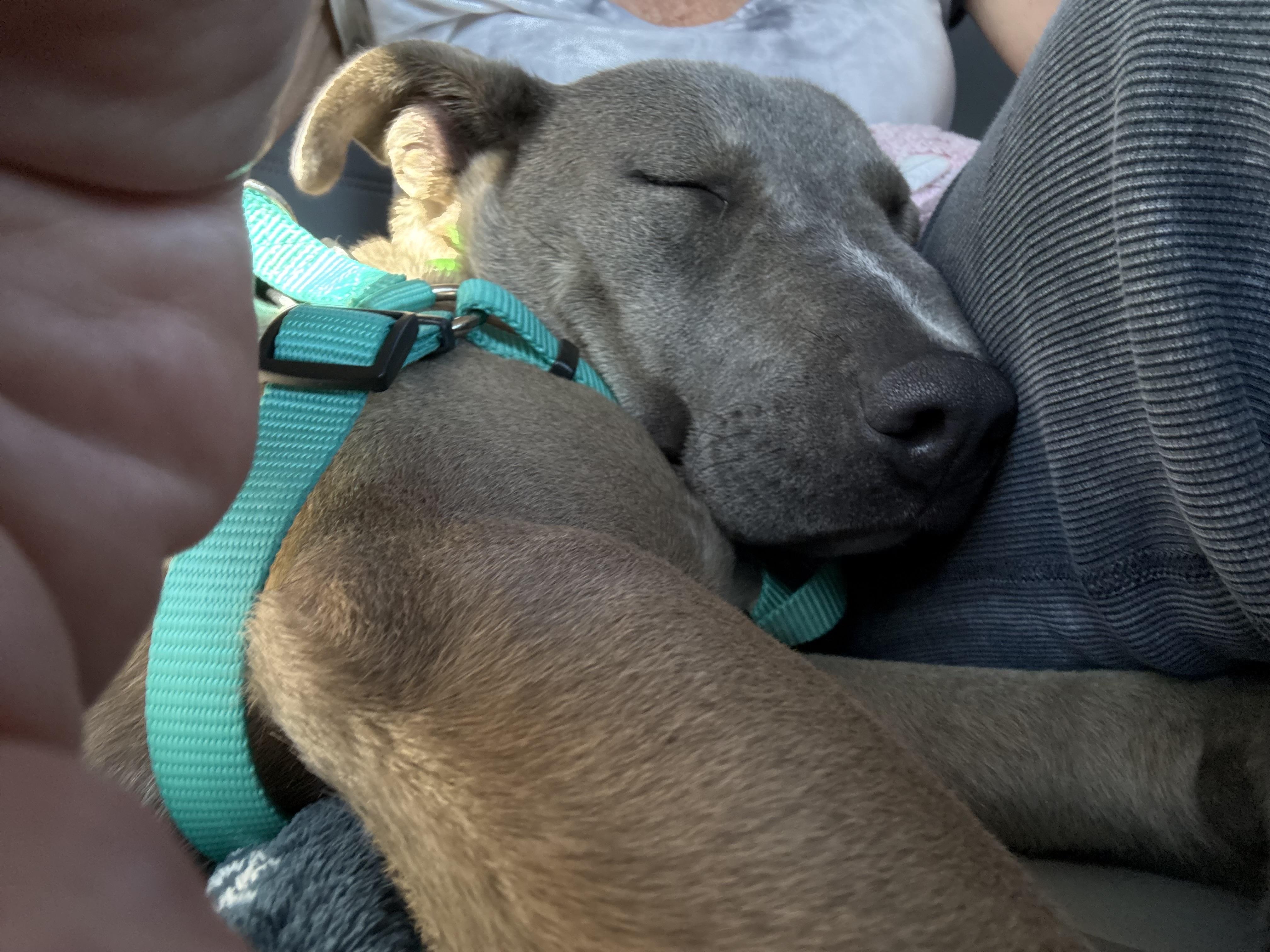 Gizmo, a ADOPTABLE mixed breed in Bonita Springs, FL image 3/6