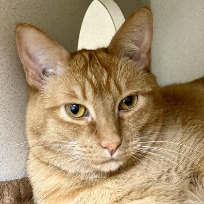 Oraiste, Adoptable, Young Male Domestic Short Hair & Domestic Short Hair.