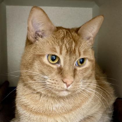 Oraiste, a Adoptable mixed breed in Burlington, WA image 2/3