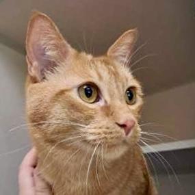 Oraiste, a Adoptable mixed breed in Burlington, WA image 3/3