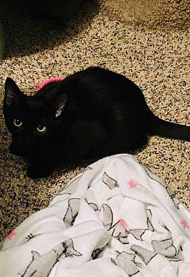 Enlarge Fred(see Michelle,Veronica), a Adoptable Domestic Short Hair in Macedonia, OH image 1/3