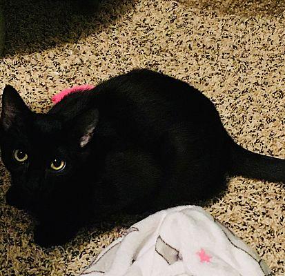 Enlarge Fred(see Michelle,Veronica), a Adoptable Domestic Short Hair in Macedonia, OH image 2/3