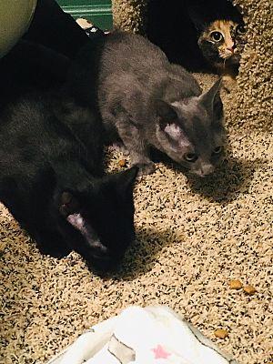 Enlarge Fred(see Michelle,Veronica), a Adoptable Domestic Short Hair in Macedonia, OH image 3/3