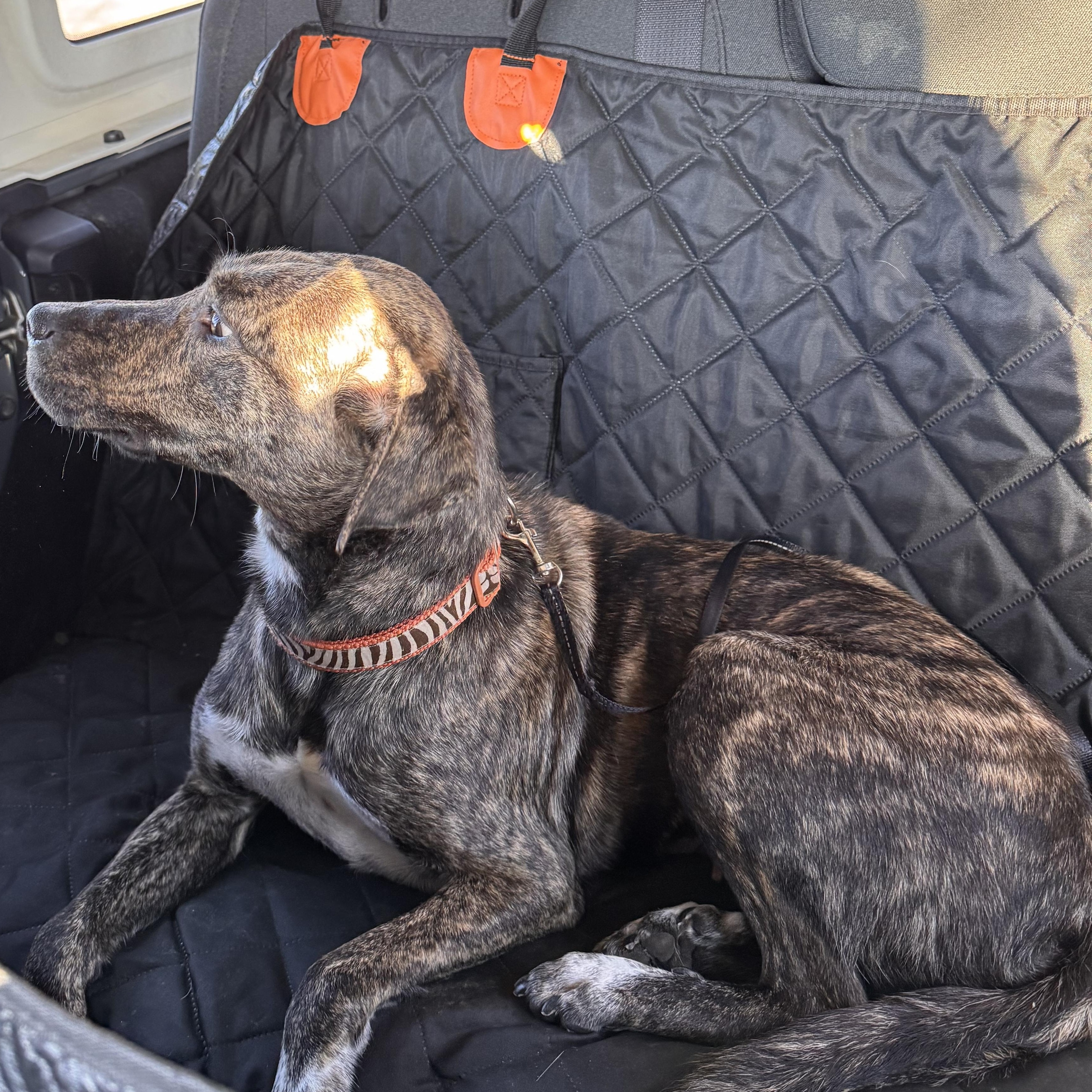 Anya, a ADOPTABLE mixed breed in Yukon, OK image 3/5