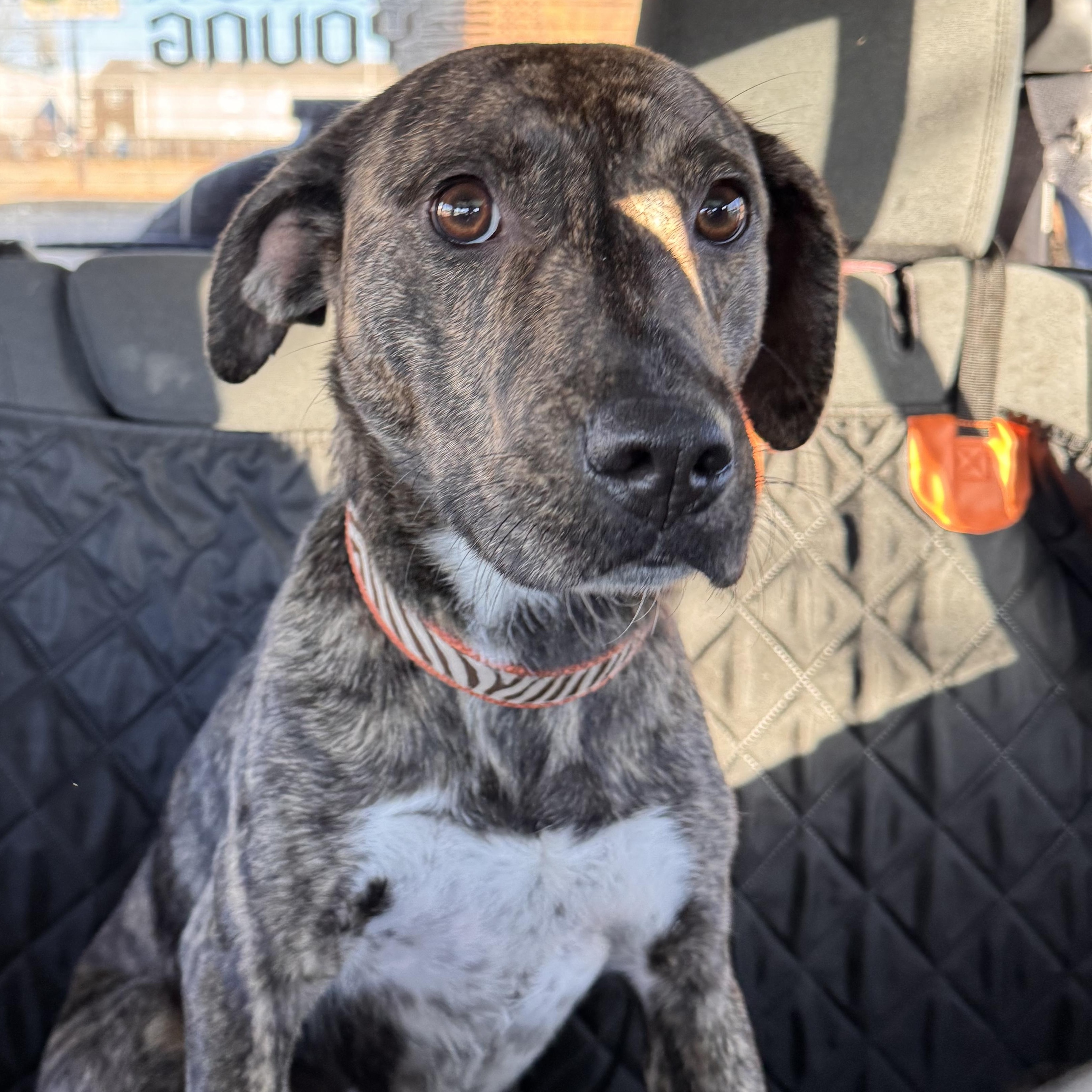 Anya, a ADOPTABLE mixed breed in Yukon, OK image 1/5
