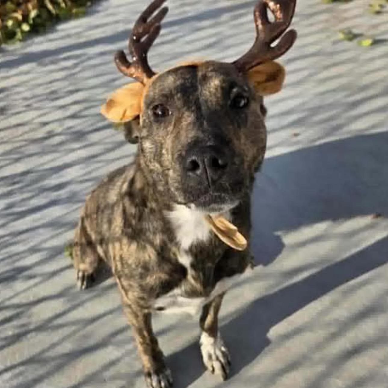 Noelle, ADOPTABLE, Young Female Terrier.