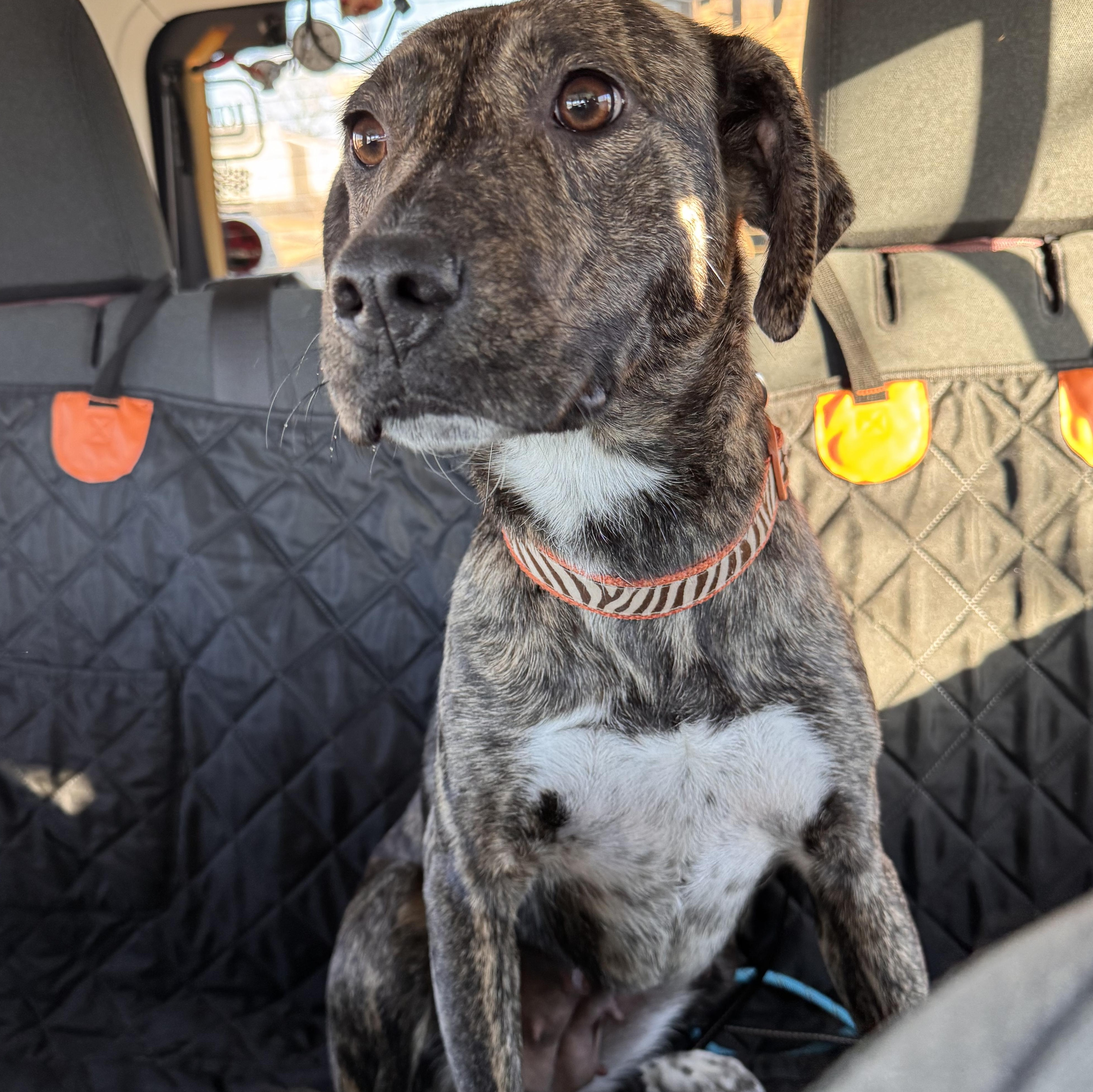 Anya, a ADOPTABLE mixed breed in Yukon, OK image 4/5