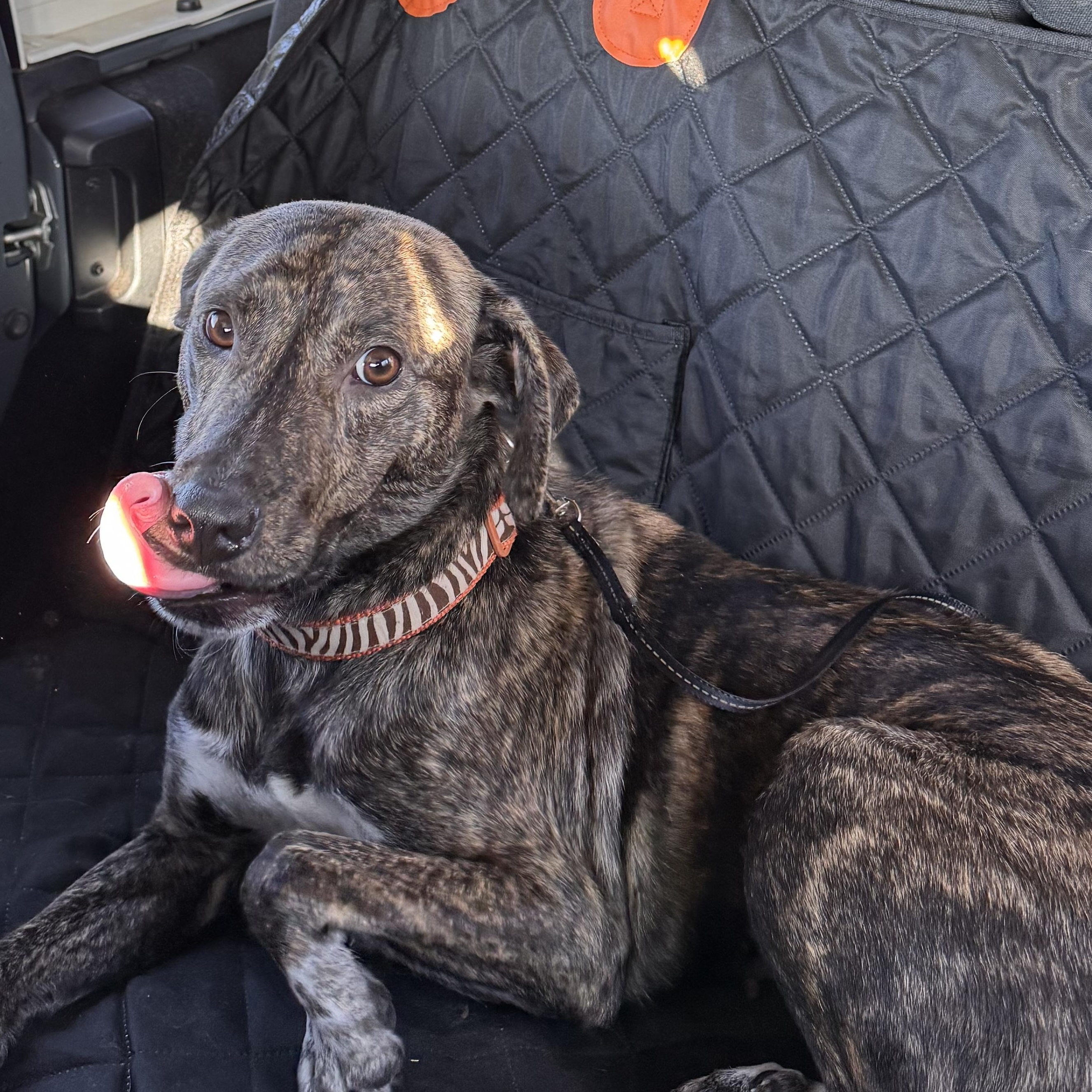 Anya, a ADOPTABLE mixed breed in Yukon, OK image 2/5