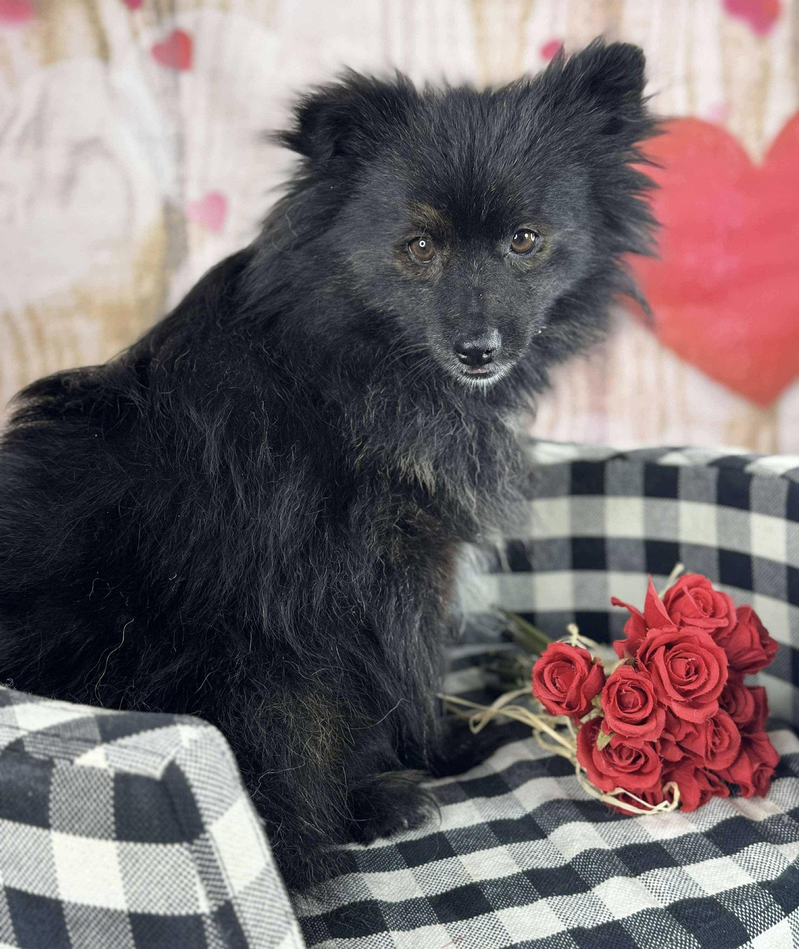 Enlarge Bogard, a Adopted Pomeranian in Garland, TX image 2/3