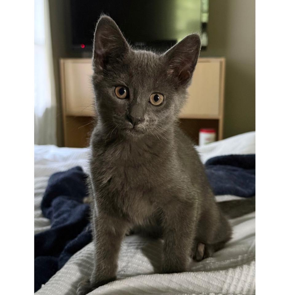 Gelato, Adopted, Kitten Female Russian Blue & Domestic Short Hair.