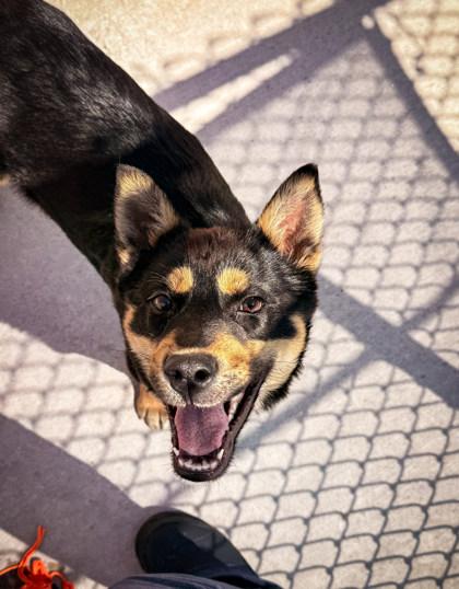 Rocky, ADOPTABLE, Young Male Mixed Breed.