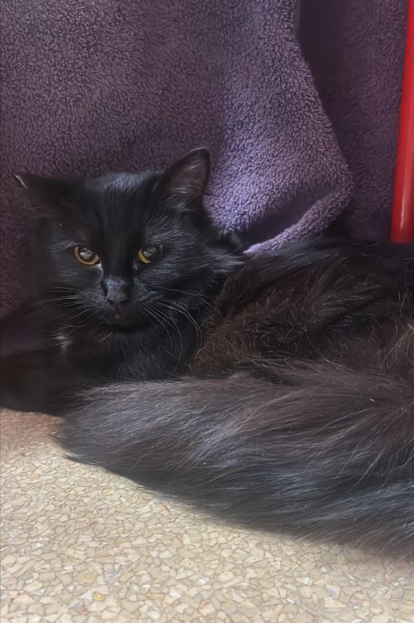 Delfina, Adoptable, Adult Female Domestic Long Hair.