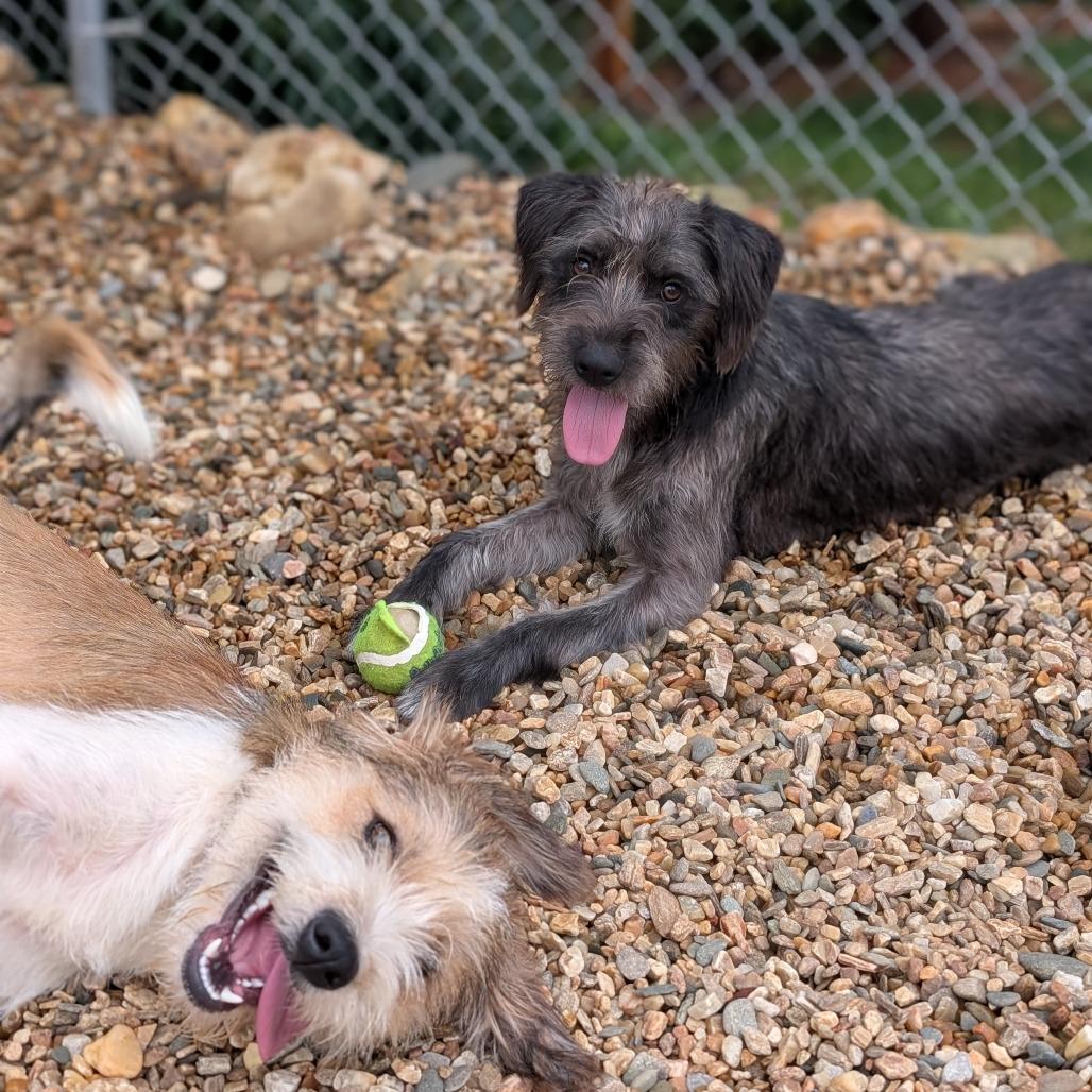 Riley(BAS), Adoptable, Young Female Terrier & Mixed Breed.